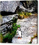 A Lone Puffin Canvas Print