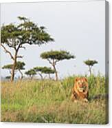 A Lonely Male Lion In The Masai Mara Canvas Print