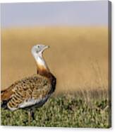 A Male Great Bustard On The Horizon Canvas Print