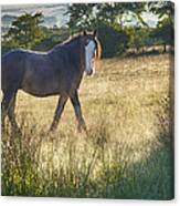 The Morning Walk Canvas Print