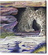 A New Day - Snow Leopards Canvas Print