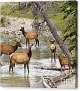 A Herd Of Elks Canvas Print