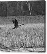 A Pair Of Geese Leaving The Marsh In Black And White Canvas Print