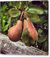 A Pair Of #pears 🍐🍐 Canvas Print