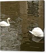 A Pair Of Swans Bruges Belgium Canvas Print