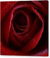 A Perfect Rose Canvas Print