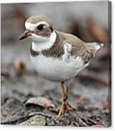 A Plover Coming Over Canvas Print