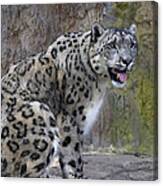 A Snow Leopards Tongue Canvas Print