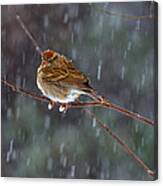 A Sparrow In Snow Canvas Print