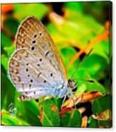 A Tiny Grass Butterfly Posing For The Canvas Print