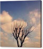 A #tree. .. #newtown #newtownpowys #sky Canvas Print