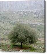 A Tree In Israel Canvas Print