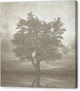 A Tree In The Fog 3 Canvas Print
