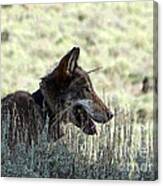 A Yellowstone Wolf. Modified Photo Canvas Print