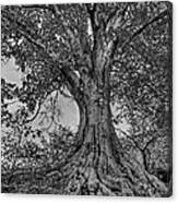 Abernathy Beech Tree Canvas Print