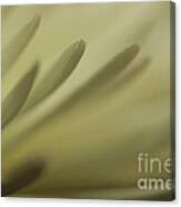 Abstracted 1 Canvas Print