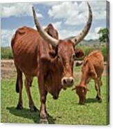 Abyssinian Highland Zebu With Its Calf Canvas Print