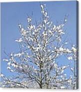 Ash Tree In Winter Canvas Print