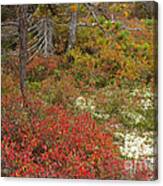 Acadia Wonderland Trail Canvas Print
