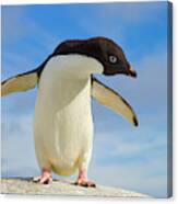 Adelie Penguin Flapping Wings  #1 Canvas Print