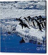 Adelie Penguins Going For A Swim Canvas Print