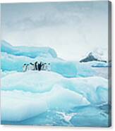 Adelie Penguins On Iceberg Canvas Print