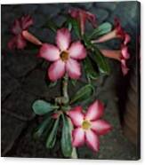 Adenium Flowers At The House Of Jean Schlumberger Canvas Print