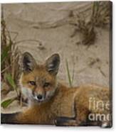 Adorable Baby Fox Canvas Print