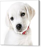 Adorable Yellow Lab Puppy Canvas Print