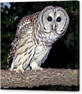 Adult Female Barred Owl Strix Varia Canvas Print