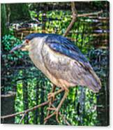 Adult Nycticorax Nycticorax Canvas Print