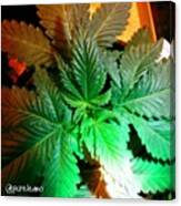 #afgooey #marijuana #maryjane Canvas Print