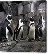 African Blackfooted Penguin 5d24863 Canvas Print