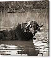 African Buffalo, South Africa Canvas Print