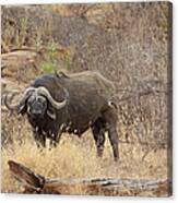 African Buffalo,tsavo National Park Canvas Print