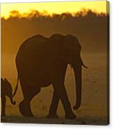 African Elephant And Calf At Sunset Canvas Print