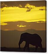 African Elephant At Sunset Amboseli Canvas Print