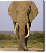 African Elephant Bull Amboseli Kenya Canvas Print