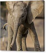 African Elephant Calf Displaying Canvas Print