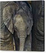 African Elephant Calf Canvas Print