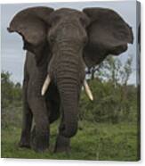 African Elephant Charging Sabi-sands Canvas Print