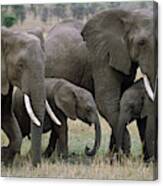 African Elephant Females And Calves Canvas Print