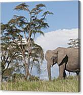 African Elephant Kenya Canvas Print
