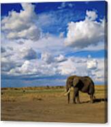 African Elephant Walking In Masai Mara Canvas Print