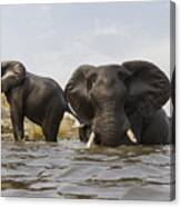 African Elephants In The Chobe River Canvas Print