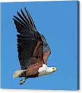 African Fish Eagle In Flight Canvas Print