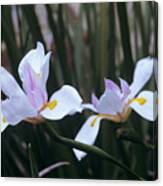 African Iris (dietes Vegeta) Canvas Print