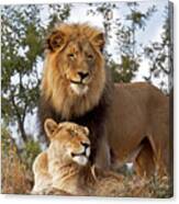 African Lion And Lioness Botswana Canvas Print