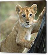 Lion Cub In Masai Mara Canvas Print
