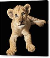 African Lion Cub Zimbabwe Canvas Print